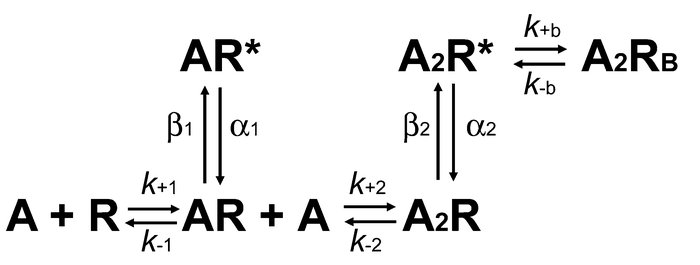 Structural model of the AChR α and δ subunits and mutant cycle analyses....