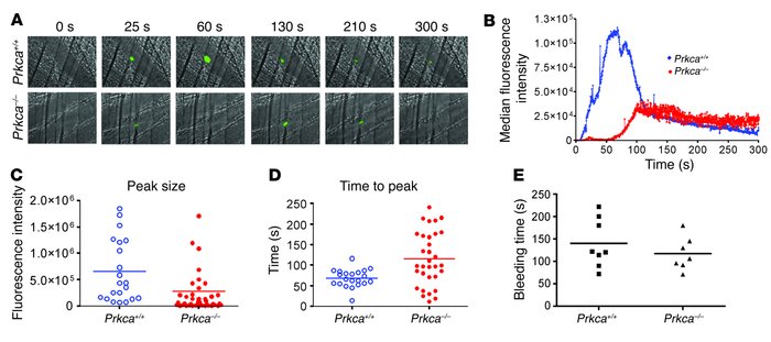 In vivo thrombus formation is impaired in the absence of PKCα, but tail ...