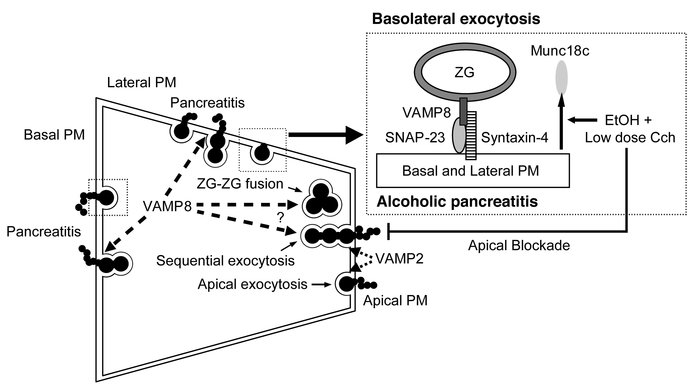 The role of VAMP8 in regulated exocytosis in pancreatic acinar cells and...