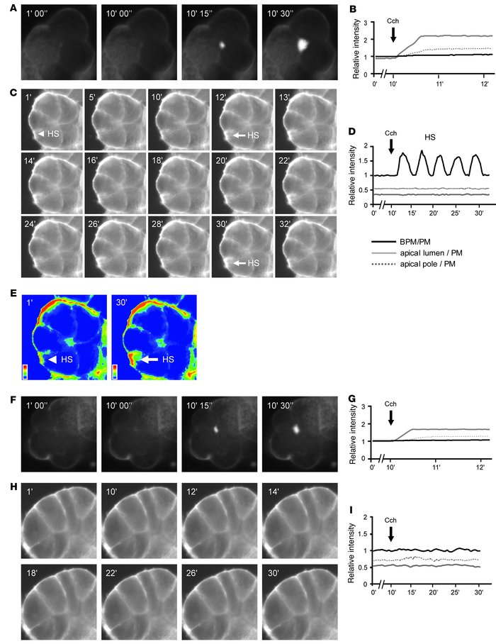 VAMP8 is required for EtOH to redirect Cch-evoked apical exocytosis to t...