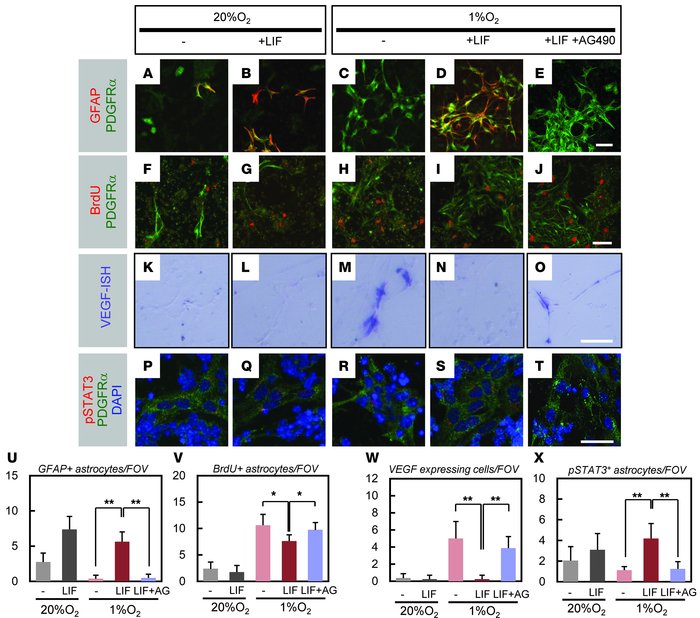 LIF antagonizes the hypoxia-induced proangiogenic state of astrocytes vi...