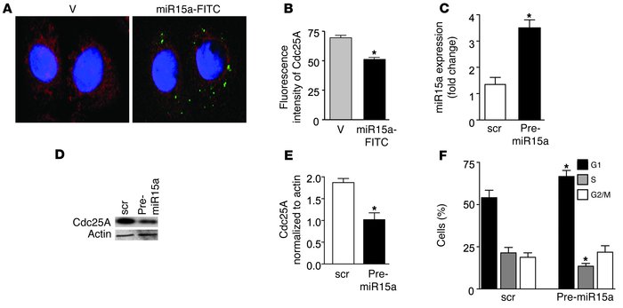 Effect of miR15a modulation on Cdc25A protein expression in transiently ...