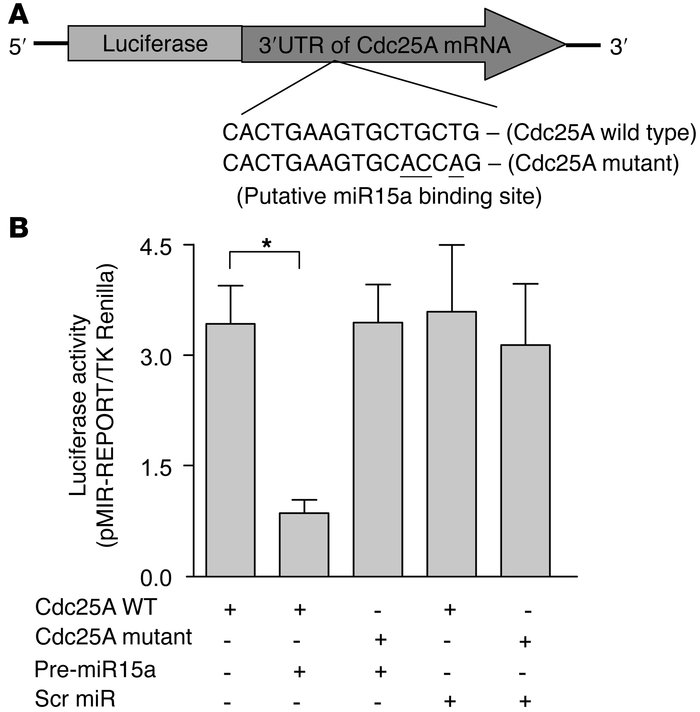 Targeting of miR15a to the 3′-UTR region of Cdc25A mRNA.
(A) 2 reporter ...