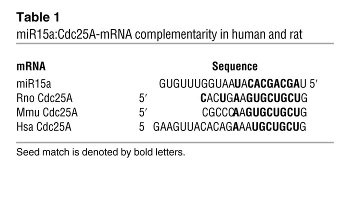 miR15a:Cdc25A-mRNA complementarity in human and rat