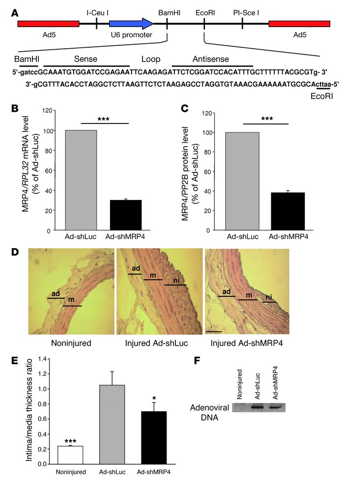 Use of Ad-shMRP4 in vivo.
(A) Map of the Ad-shMRP4 vector and the MRP4 s...