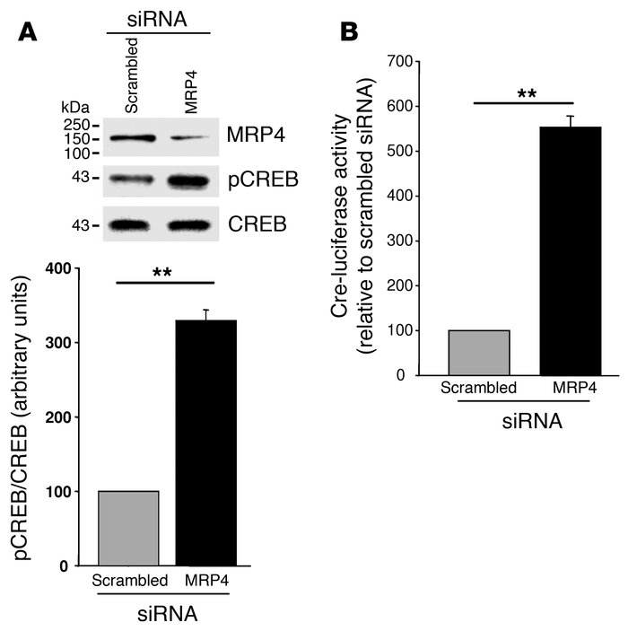 MRP4 inhibition enhances CREB phosphorylation.
(A) Representative wester...