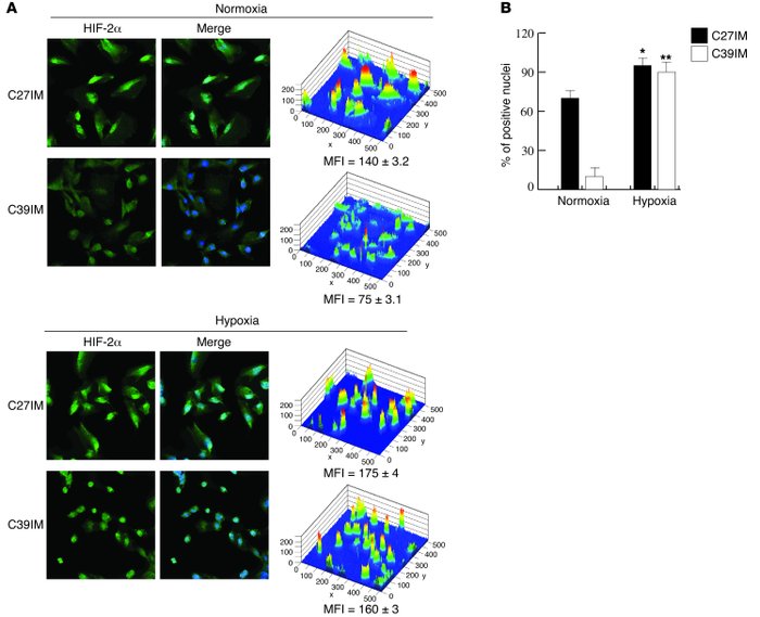 Nuclear localization of HIF-2α.
(A) C27IM and C39IM under normoxia (20% ...