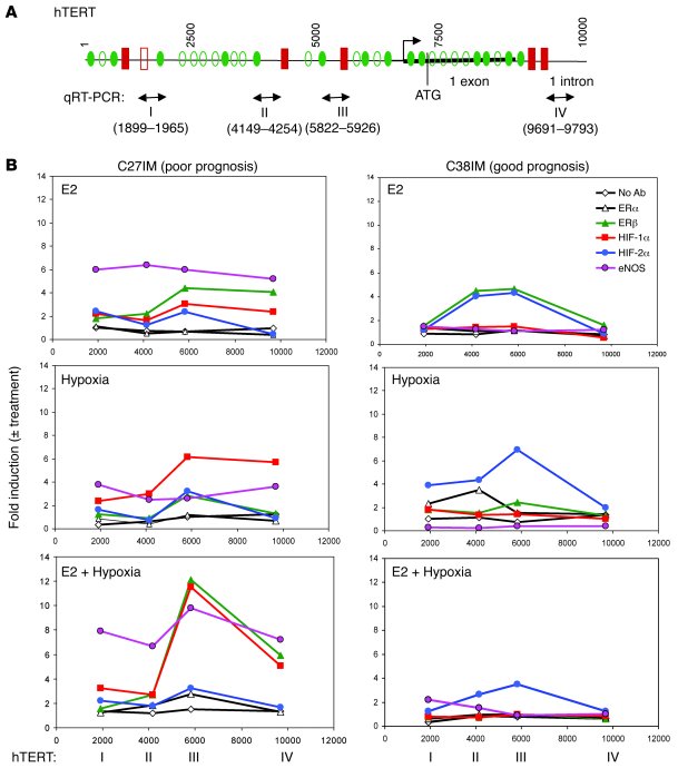 ChIPs onto the hTERT promoter.
(A) Location of putative transcription fa...