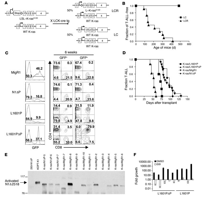 Effect of Notch1 receptors bearing mutations of varying strength on myel...