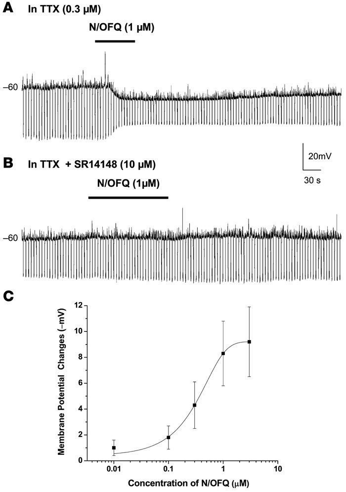 N/OFQ directly hyperpolarizes Hcrt neurons in a dose-depenedent manner.
...