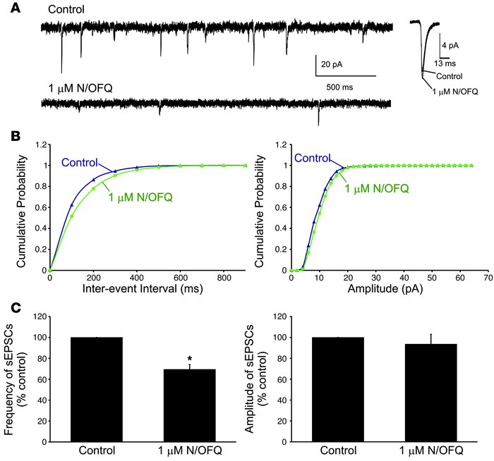 N/OFQ significantly decreases the frequency, but not the amplitude, of s...