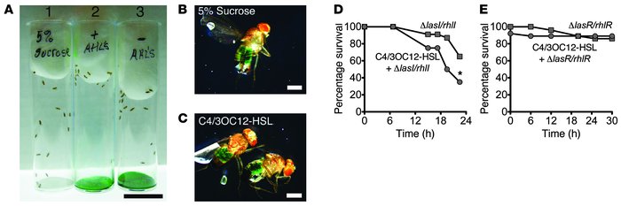 acyl-HSL feeding enhances virulence of quorum-sensing–deficient P. aerug...