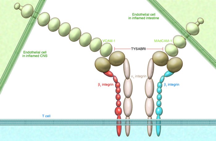 TYSABRI is a monoclonal antibody specific for the α4 integrin.
         ...