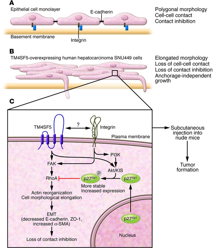 Tetraspanin superfamily member TM4SF5 induces EMT and tumorigenesis.
(A)...