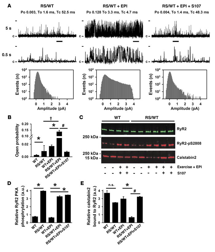 RyR2 channels from heterozygous Ryr2RS/WT hearts show a gain-of-function...