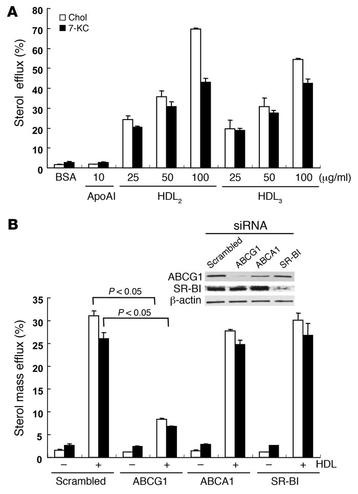 Effects of ABCG1 and HDL on sterol efflux in HAECs.
(A) HAECs were loade...