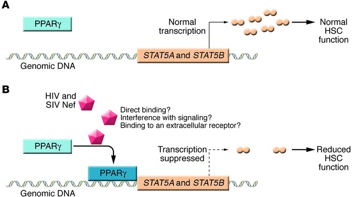 Nef-mediated suppression of the clonogenic potential of HSCs.
(A) HSC cl...