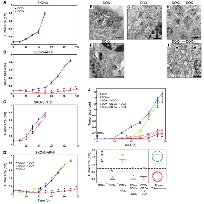 ARHI-induced autophagy results in tumor dormancy in xenografts.
(A–D) BA...