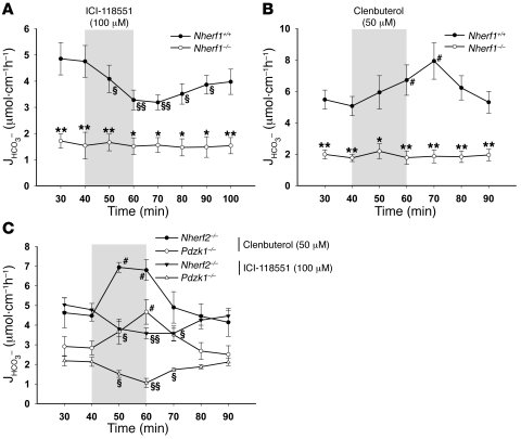 NHERF1 is essential for β2-AR–regulated duodenal HCO3– secretion.
   
(A...