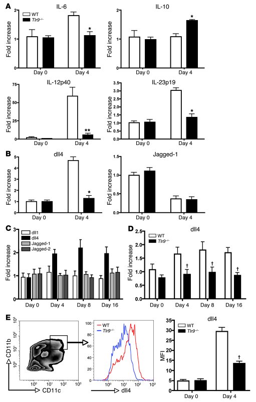 BM-derived DCs but not BM-derived macrophages from Tlr9–/– mice exhibit ...