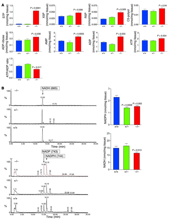 LC-MS/MS analysis of PPP sugars and nucleotides in the liver.
(A) Cumula...