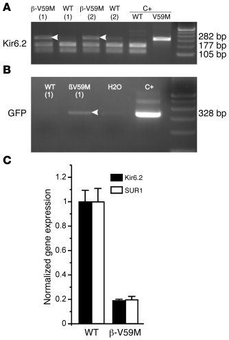 β-V59M mice express similar mRNA levels of WT and mutant Kir6.2.
(A) Kir...