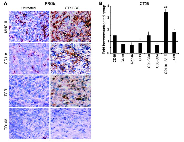 CTX-BCG treatment induces tumor infiltration by myeloid DCs.
(A) MHC-II,...
