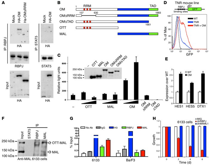 OTT-MAL activates RBPJ-mediated transcriptional activity.
(A) Immunoprec...