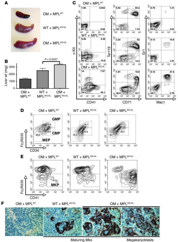 Coexpression of MPLW515L with OTT-MAL results in AMKL in vivo.
   
(A) R...