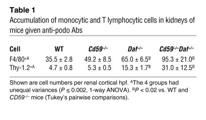 Accumulation of monocytic and T lymphocytic cells in kidneys of mice giv...