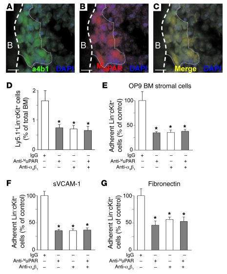 Molecular mechanisms of MuPAR.
   
(A–C) Double-fluorescent immunostaini...