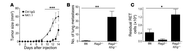 Innate NK cell immunity to melanoma cells in vivo.
(A) Cells (1 × 104) w...
