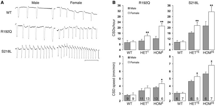 Enhanced CSD susceptibility in FHM1 mutant mice.
(A) Representative elec...