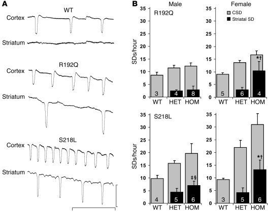 Facilitated corticostriatal SD propagation in FHM1 mutant mice.
(A) Repr...