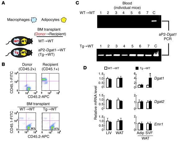 Complete and specific reconstitution in mice transplanted with WT or aP2...