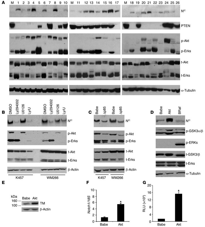 Notch1-NIC expression is a function of PI3K/Akt pathway activation and i...