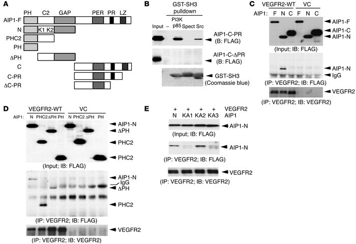 AIP1 via its PR motif binds to the SH3 domain of PI3K, while through the...