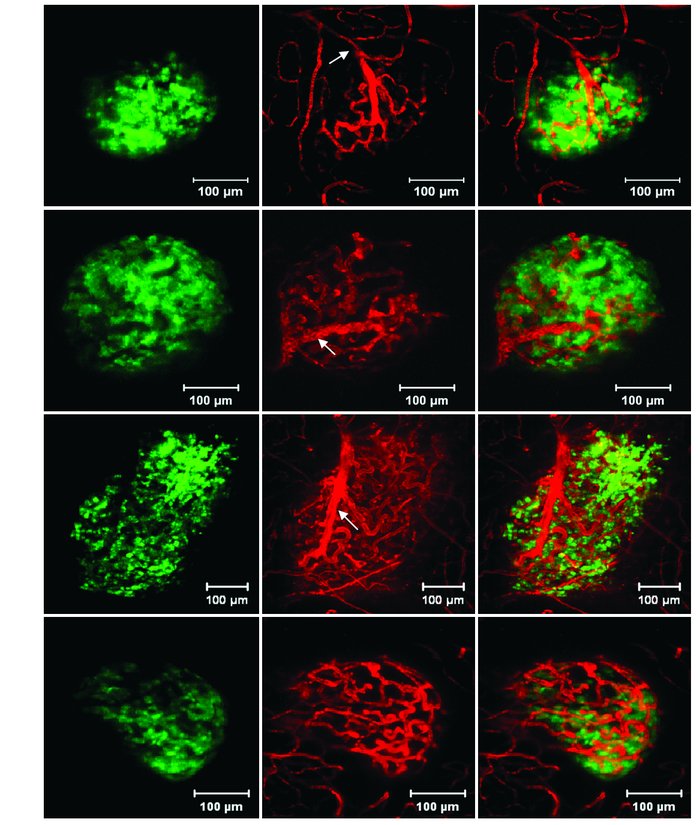Through-focus projections of islets and their vasculature.
Shown are GFP...