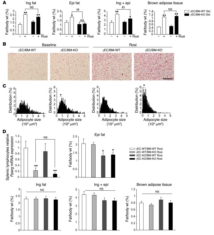 Tie2Cre-mediated PPARγ endothelial deletion decreases adiposity, adipocy...