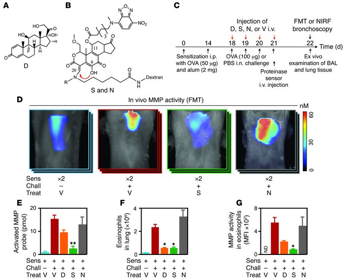 In vivo FMT for detection of treatment response.
(A) Structure of dexame...