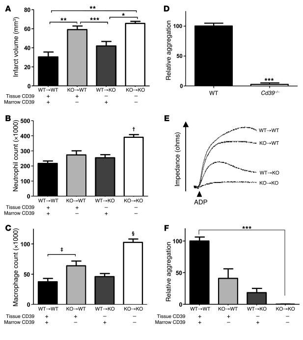 Role of CD39-bearing subpopulations in resistance to cerebral ischemia a...