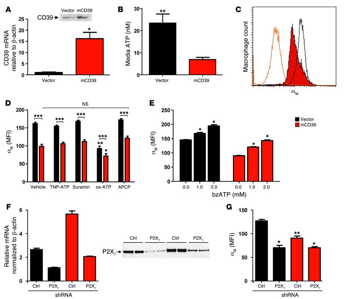 Regulation of αMβ2-integrin in RAW 264.7 macrophages. 
   
(A) Relative ...