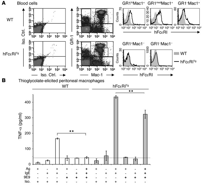 Both hFcεRI and mFcγRIV engagement by IgE ICs induces TNF-α secretion by...