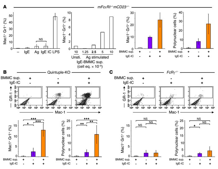 mFcγRIV engagement by IgE ICs in vivo promotes lung infiltration.
(A) mF...