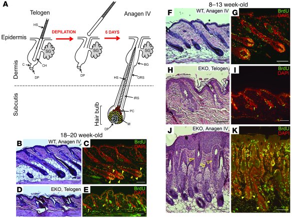 Progressive HF cycling defect in the absence of N-WASP.
(A) Schematic sh...