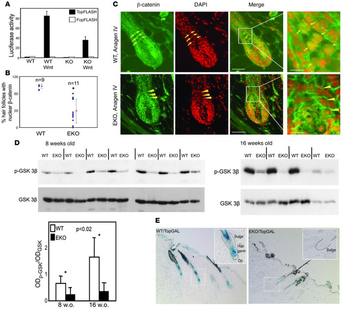 Defective Wnt signaling in N-WASP–deficient epidermis.
(A) Decrease in W...