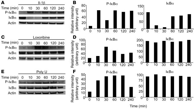 TLR7 and TLR8 lead to IκBα phosphorylation, but not degradation.
A549 ce...