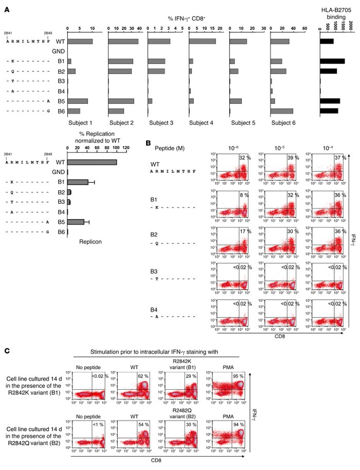 Clustered mutations at the TCR contact sites do not substantially impair...