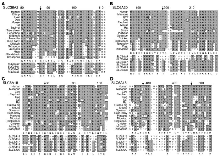 Mutations identified in IG and HG candidate genes SLC36A2, SLC6A20, and ...