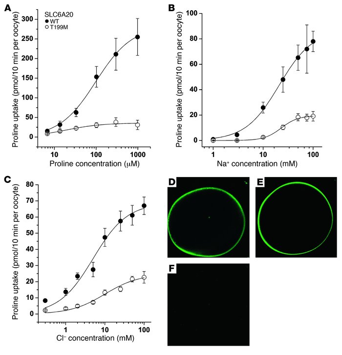 Transport activity of mutant SLC6A20.
Oocytes were injected with WT or m...